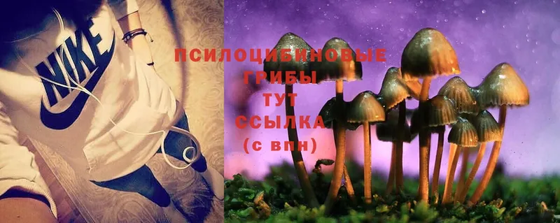 кракен как войти  даркнет официальный сайт  Псилоцибиновые грибы Magic Shrooms  где можно купить   Дигора 